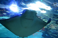 Killikus&reg; Fotographie